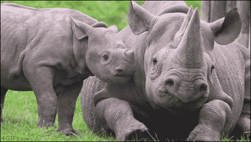 Baby Rhino Baby Rhino